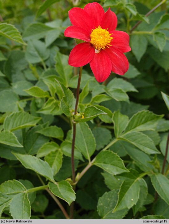 Dahlia coccinea (dalia szkarłatna)