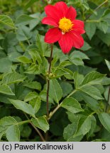 Dahlia coccinea (dalia szkarłatna)