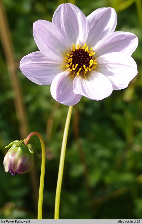 Dahlia merckii (dalia Mercka)