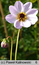 Dahlia merckii (dalia Mercka)