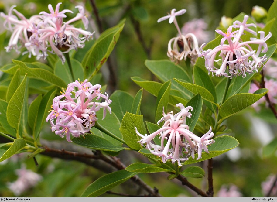 Dais cotinifolia