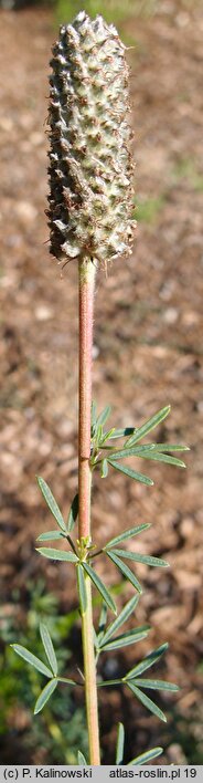 Dalea purpurea