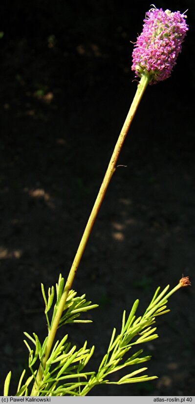 Dalea purpurea