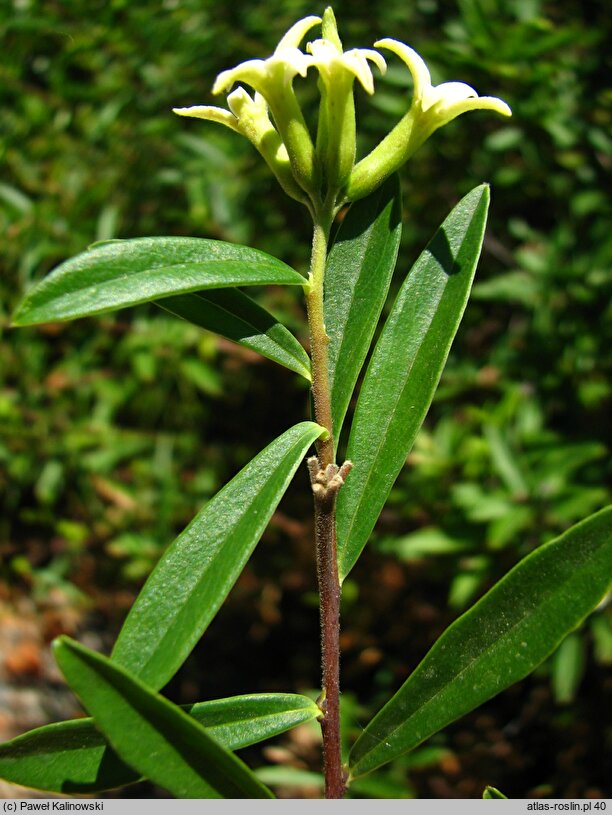 Daphne acutiloba (wawrzynek ostrolistny)