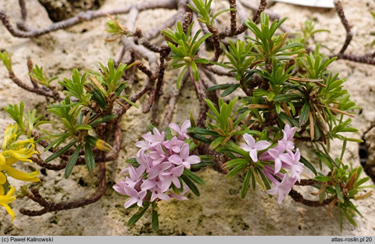 Daphne arbuscula (wawrzynek murański)