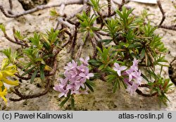 Daphne arbuscula (wawrzynek murański)