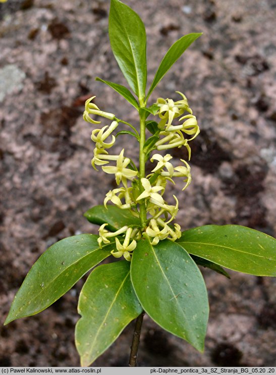 Daphne pontica (wawrzynek pontyjski)