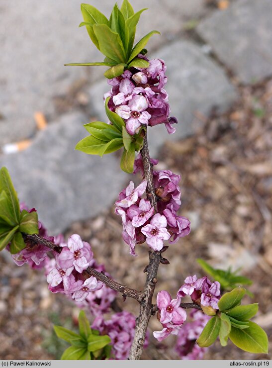 Daphne pseudomezereum