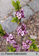 Daphne pseudomezereum