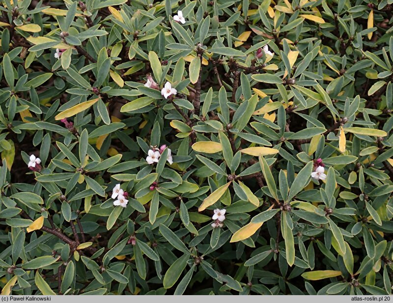 Daphne ×reichsteinii