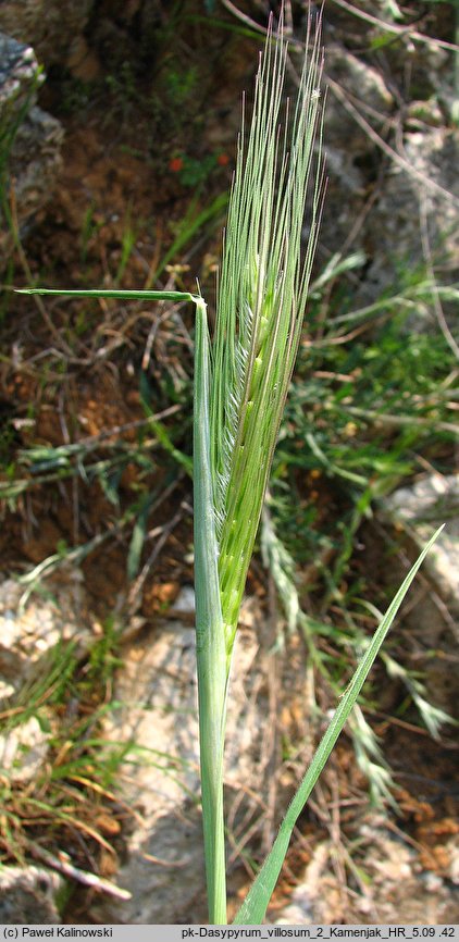 Dasypyrum villosum (dasypyrum kosmate)