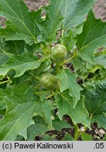 Datura stramonium (bieluń dziędzierzawa)