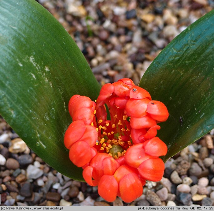 Daubenya aurea