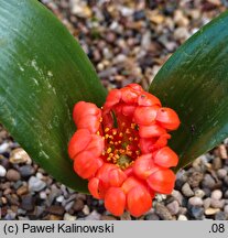 Daubenya aurea