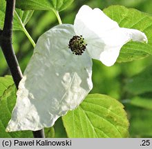 Davidia involucrata (dawidia chińska)