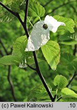 Davidia involucrata (dawidia chińska)