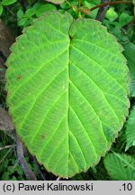 Davidia involucrata (dawidia chińska)