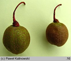 Davidia involucrata (dawidia chińska)