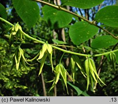 Decaisnea fargesii (palecznik chiński)