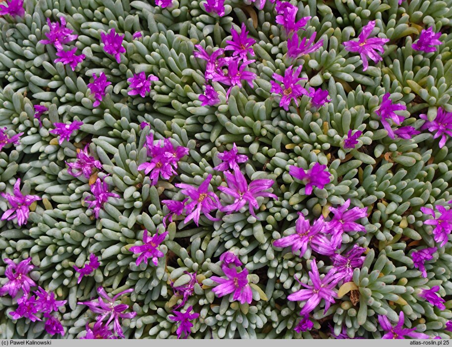 Delosperma sphalmanthoides