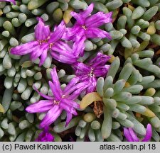 Delosperma sphalmanthoides