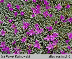 Delosperma sphalmanthoides