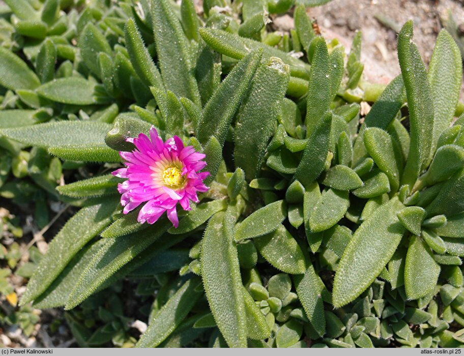 Delosperma sutherlandii