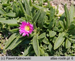 Delosperma sutherlandii