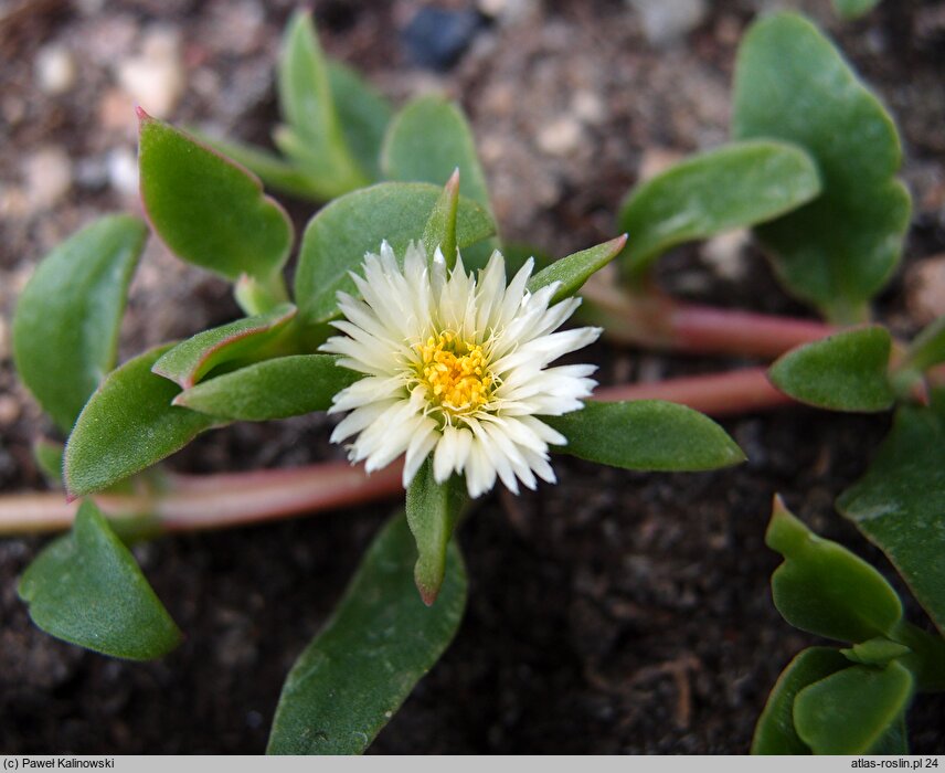 Delosperma tradescantioides