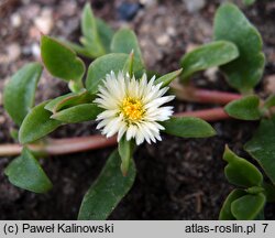 Delosperma tradescantioides