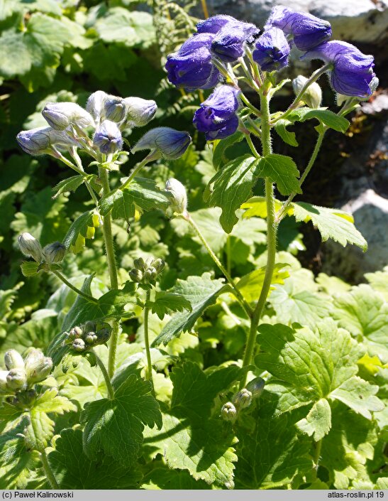 Delphinium cashmerianum (ostróżka kaszmirska)