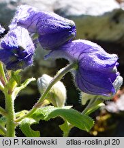 Delphinium cashmerianum (ostróżka kaszmirska)