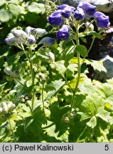 Delphinium cashmerianum (ostróżka kaszmirska)