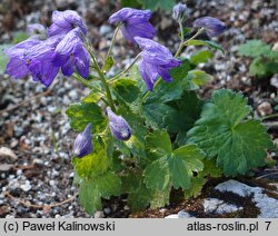 Delphinium cashmerianum (ostróżka kaszmirska)