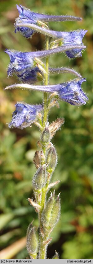 Delphinium fissum