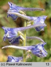 Delphinium fissum