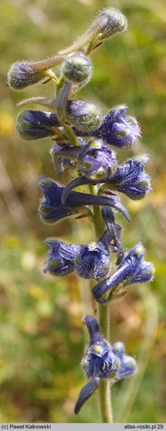 Delphinium fissum