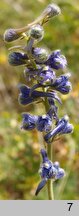 Delphinium fissum