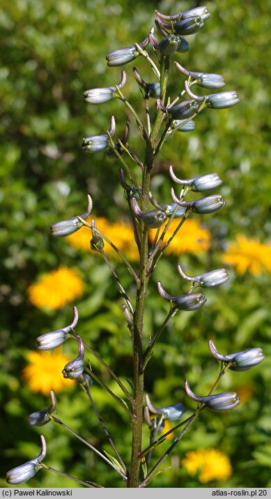 Delphinium flexuosum