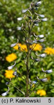 Delphinium flexuosum