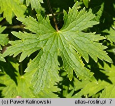 Delphinium flexuosum