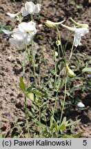 Delphinium grandiflorum (ostróżka wielkokwiatowa)