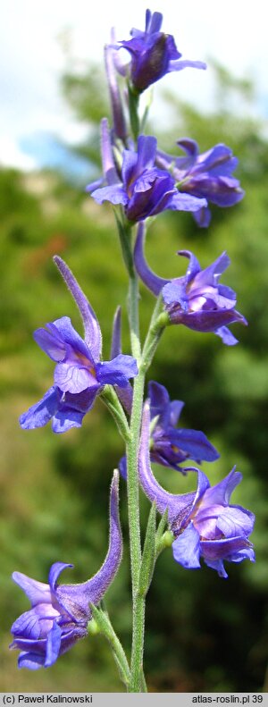 Delphinium peregrinum