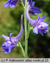 Delphinium peregrinum