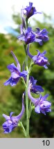 Delphinium peregrinum