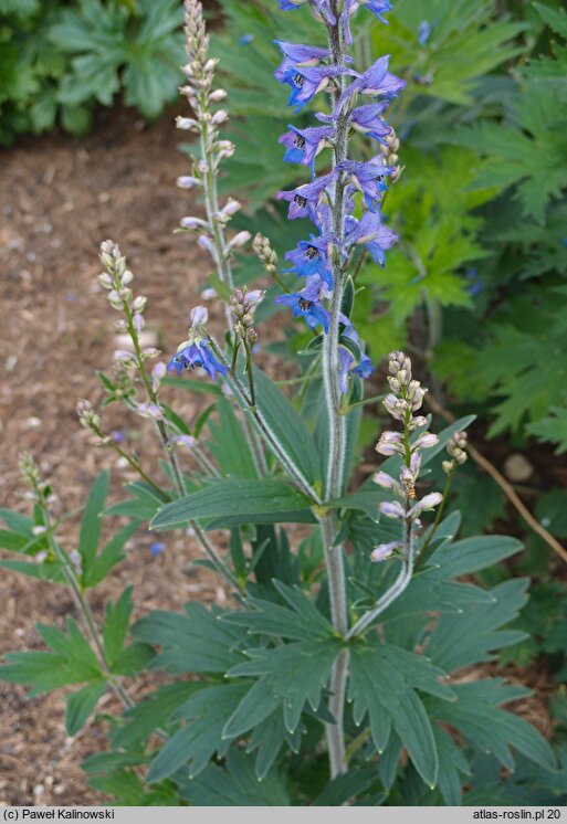 Delphinium retropilosum