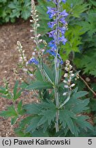 Delphinium retropilosum