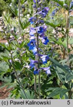 Delphinium retropilosum