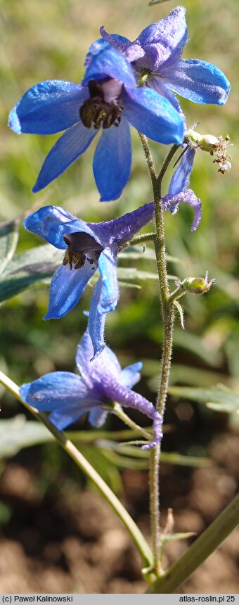 Delphinium speciosum