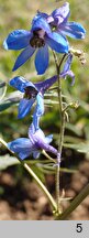 Delphinium speciosum